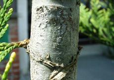 Zerav obrovský (Thuja plicata)