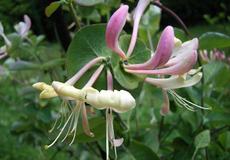 Zimolez zahradní (Lonicera caprifolium)