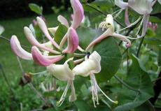 Zimolez zahradní (Lonicera caprifolium)