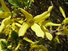 Zlatice  prostřední (Forsythia x intermedia)