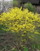 Zlatice  prostřední (Forsythia x intermedia)