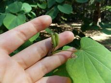 Zmarličník japonský (Cercidiphyllum japonicum)