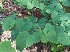 Zmarličník japonský (Cercidiphyllum japonicum)