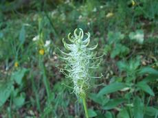 Zvonečník klasnatý  (Phyteuma spicatum)