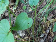 Zvonečník klasnatý  (Phyteuma spicatum)