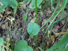 Zvonečník klasnatý  (Phyteuma spicatum)