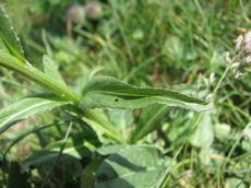 Zvonečník hlavatý (Phyteuma orbiculare)