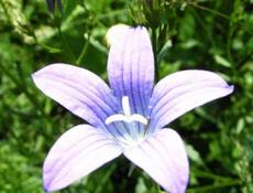 Zvonek rozkladitý  (Campanula patula)