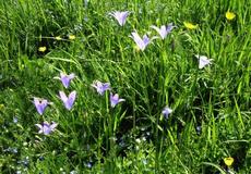 Zvonek rozkladitý  (Campanula patula)