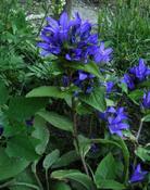 Zvonek klubkatý (Campanula glomerata)