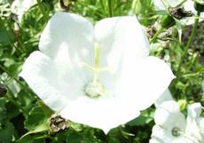 Zvonek karpatský  (Campanula carpatica)