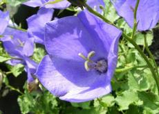 Zvonek karpatský  (Campanula carpatica)