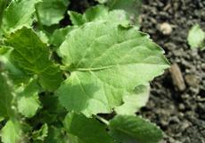 Zvonek karpatský  (Campanula carpatica)