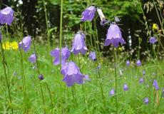 Zvonek okrouhlolistý (Campanula rotundifolia)  - Fotografie převzata od rodiny Riegerových=).