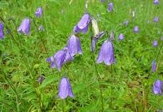 Zvonek okrouhlolistý (Campanula rotundifolia) - Fotografie převzata od rodiny Riegerových=).