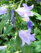 Zvonek kopřivolistý (Campanula trachelium)