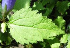 Zvonek kopřivolistý (Campanula trachelium)