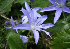 Zvonek Poscharkův (Campanula poscharskyana)