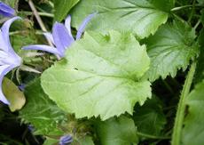 Zvonek Poscharkův (Campanula poscharskyana)