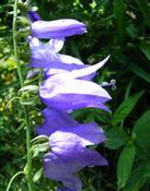 Zvonek řepkovitý (Campanula rapunculoides)