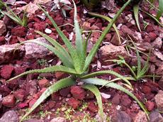 Aloe pravá (Aloe vera)  - Fotografie převzata od rodiny Novotných.