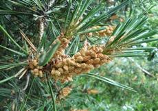 Borovice lesní  (Pinus sylvestris)