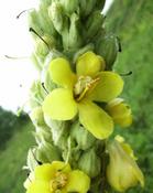 Divizna malokvětá (Verbascum thapsus)
