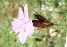 Hvozdík kartouzek (Dianthus carthusianorum)