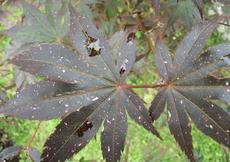 Javor dlanitolistý 'Atropurpureum' (Acer palmatum 'Atropurpureum')