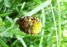 Jetel kaštanový (Trifolium spadiceum)