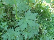 Kakost bahenní (Geranium palustre)