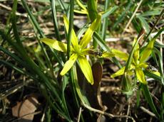 Křivatec žlutý (Gagea lutea)