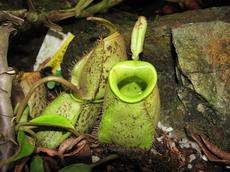 Láčkovka baňkovitá (Nepenthes ampullaria)