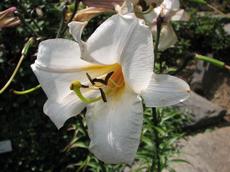 Lilie královská (Lilium regale)