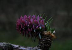 Modřín opadavý (Larix decidua)