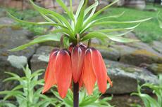 Řebčík královský (Fritillaria imperialis) - Fotografie převzaty od Míši Coufalové=).