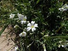 Rožec rolní (Cerastium arvense)
