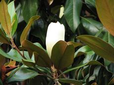 Šácholan velkokvětý (Magnolia grandiflora)