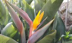 Strelicie (Strelitzia reginae) - Fotografie převzaty od Lucky Zinke=)